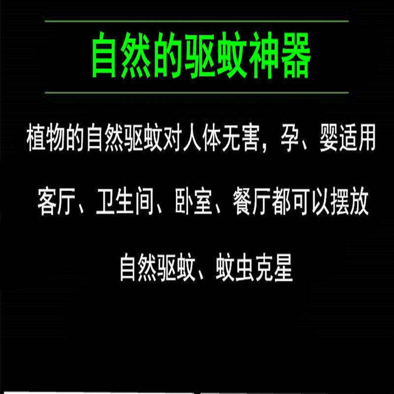 【驱蚊驱虫】清香木盆栽绿植植物室内四季常青净化空气盆景驱蚊草花卉