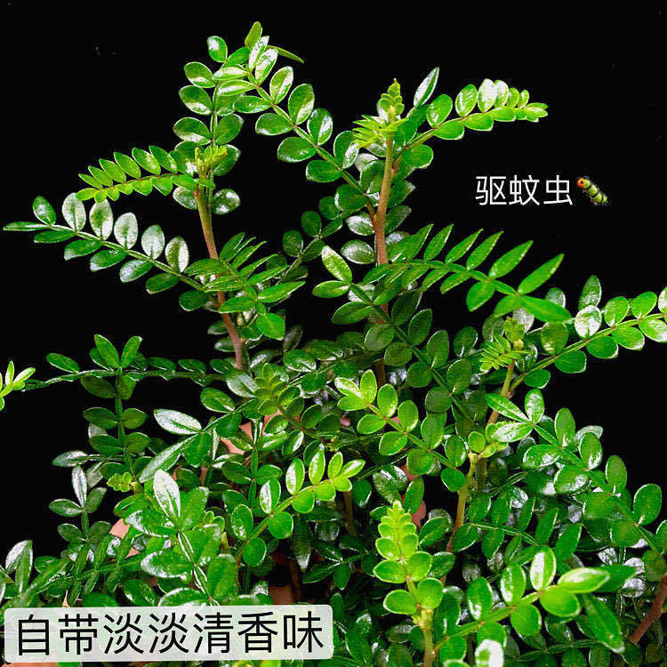 【驱蚊驱虫】清香木盆栽绿植植物室内四季常青净化空气盆景驱蚊草花卉