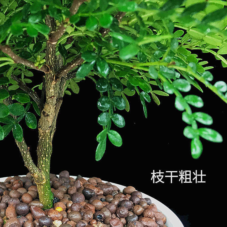 【驱蚊驱虫】清香木盆栽绿植植物室内四季常青净化空气盆景驱蚊草花卉