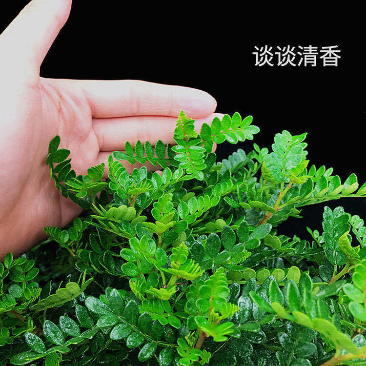 【驱蚊驱虫】清香木盆栽绿植植物室内四季常青净化空气盆景驱蚊草花卉