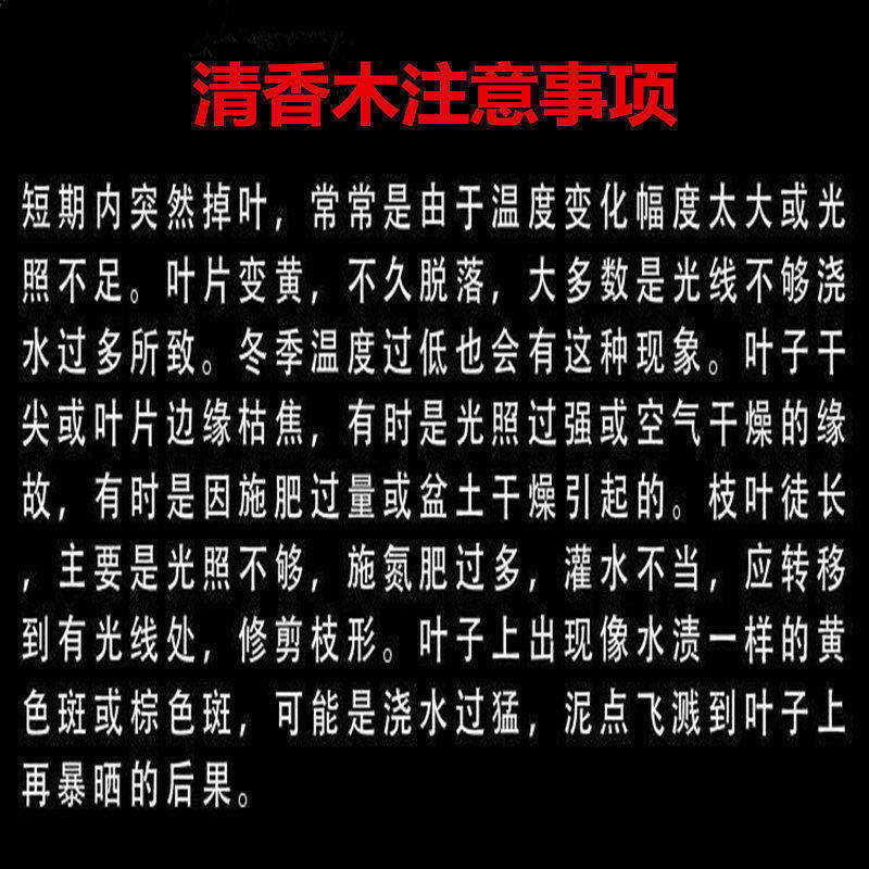 【驱蚊驱虫】清香木盆栽绿植植物室内四季常青净化空气盆景驱蚊草花卉