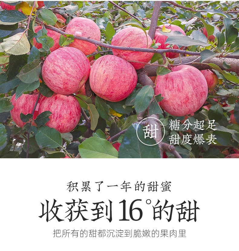 红富士苹果 脆甜苹果 新鲜水果 脆甜多汁苹果 不打蜡红富士  多规格可选