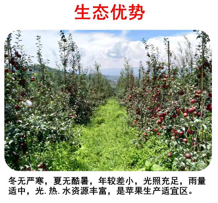 【领劵减5元】丑苹果 云南昭通丑苹果胜阿克苏大凉山盐源冰糖心苹果 新鲜水果特产 多规格可选