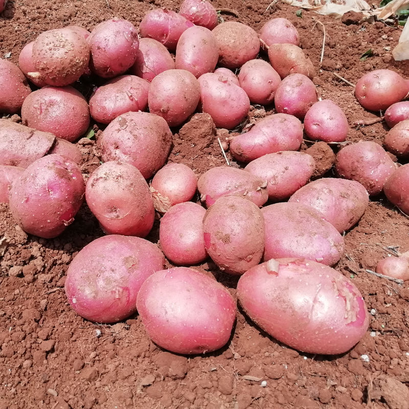 云南现挖新鲜土豆精选沙地洋芋红皮黄心马铃薯农家自种5斤/10斤小土豆L