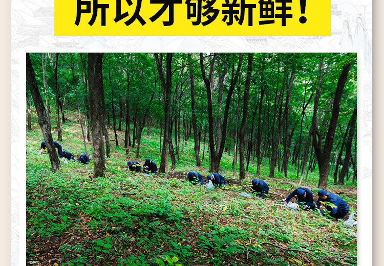 新挖鲜参吉林集安边条白参参地直发批发东北长白山带土鲜参