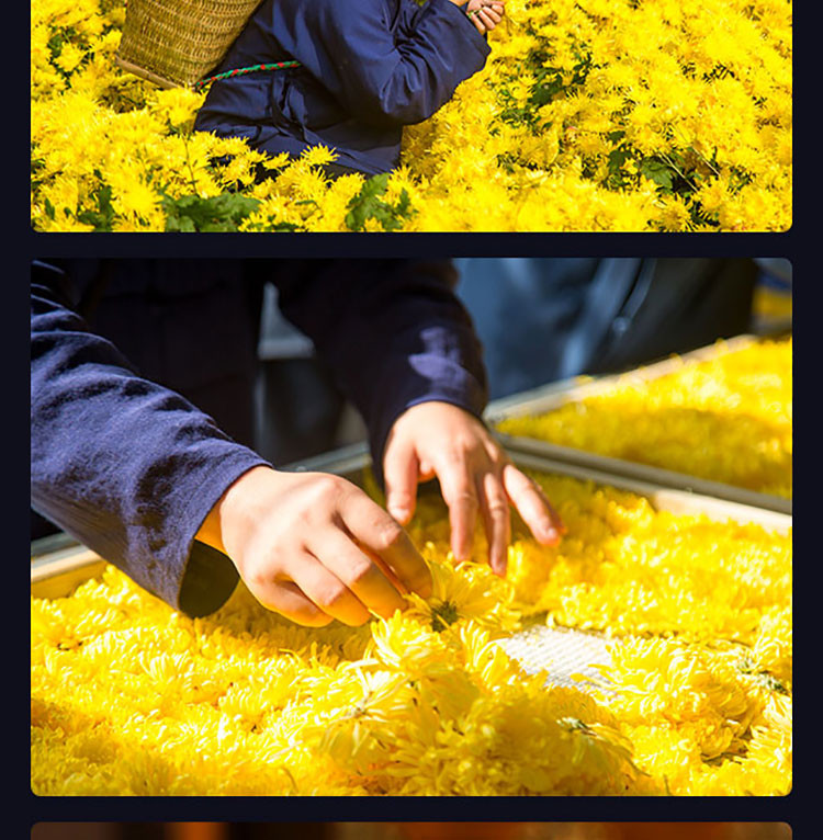 道菊 【万单爆款】湖北武当高山种植  武当道菊云游 金丝皇菊20朵/罐*1 【QG】