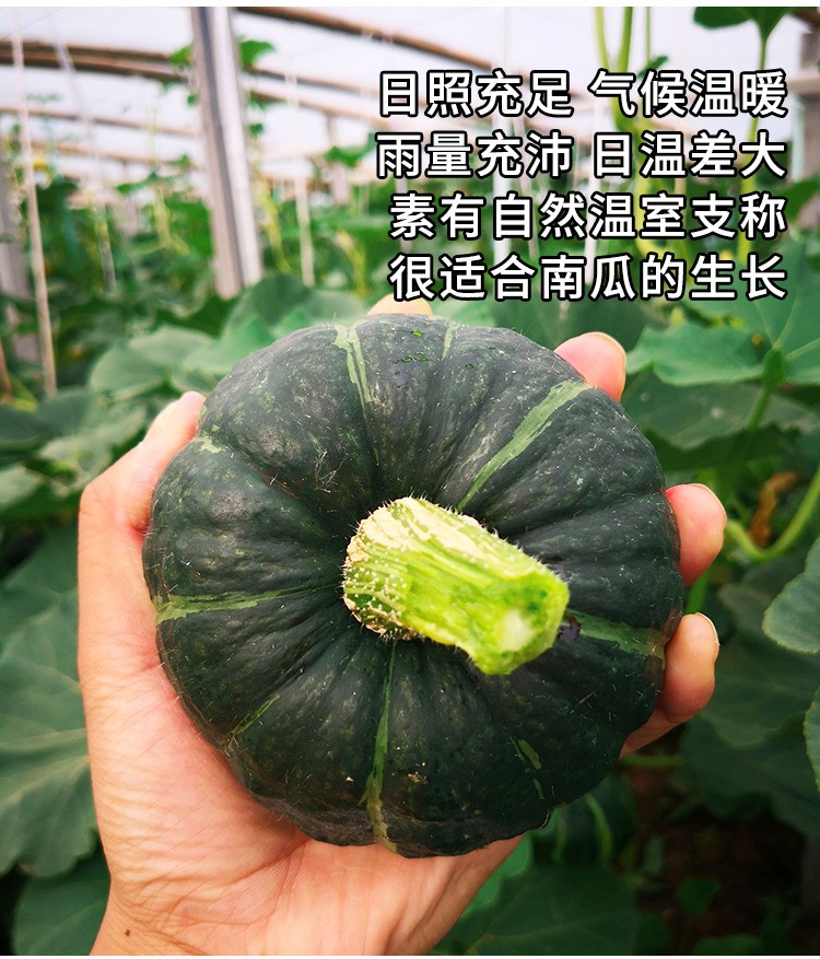 安小康 【邮政助农】贝贝南瓜板栗味5斤装  粉面香甜 宝宝辅食 营养丰富