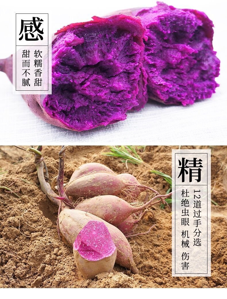 福运祥 【粉糯香甜紫薯】新鲜沙地紫薯番薯紫罗兰红薯蜜板栗红薯地瓜蜜薯