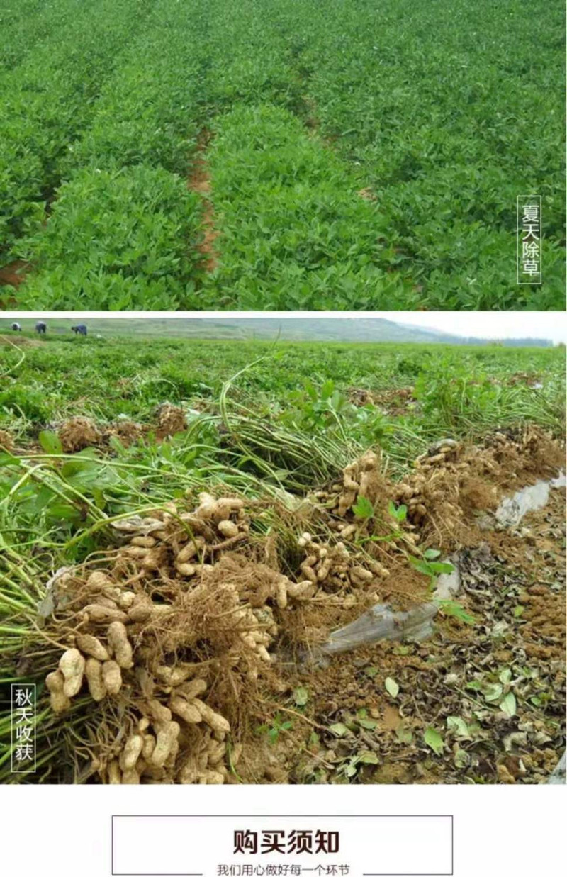 苗食山珍 【松桃珍珠花生】新鲜花生米