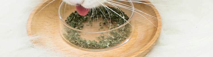 【网易严选】A级猫薄荷