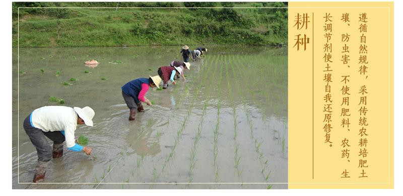农家自产 茶西河谷  金寨县高山有机大米5kg装环保袋真空包装
