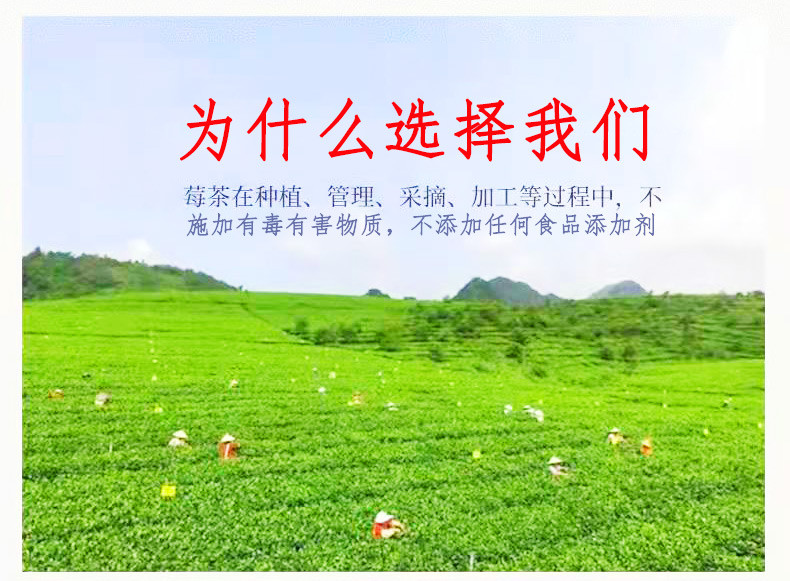 农家自产 龙须莓茶 安徽铜陵 取嫩芽尖嫩叶