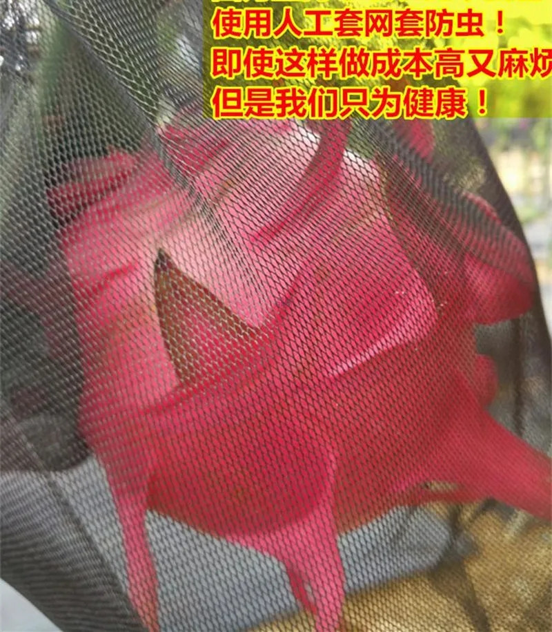 正宗金都一号红心火龙果蜜宝红肉火龙果新鲜水果当季批发5斤/2斤