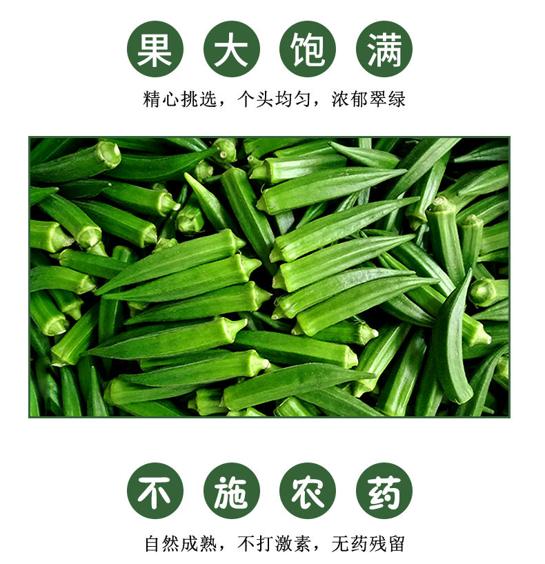 【精】【发货快】露天种植新鲜秋葵1-5斤水果蔬菜黄秋葵干果50g