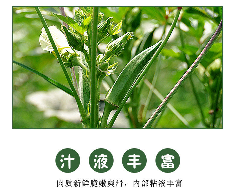 【精】【发货快】露天种植新鲜秋葵1-5斤水果蔬菜黄秋葵干果50g