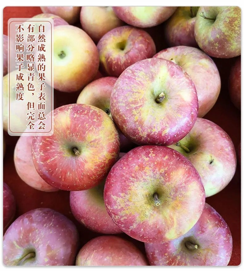 【冰糖心】新鲜红富士苹果丑苹果现摘新鲜苹果水果1/5/10斤【飞哥美食】