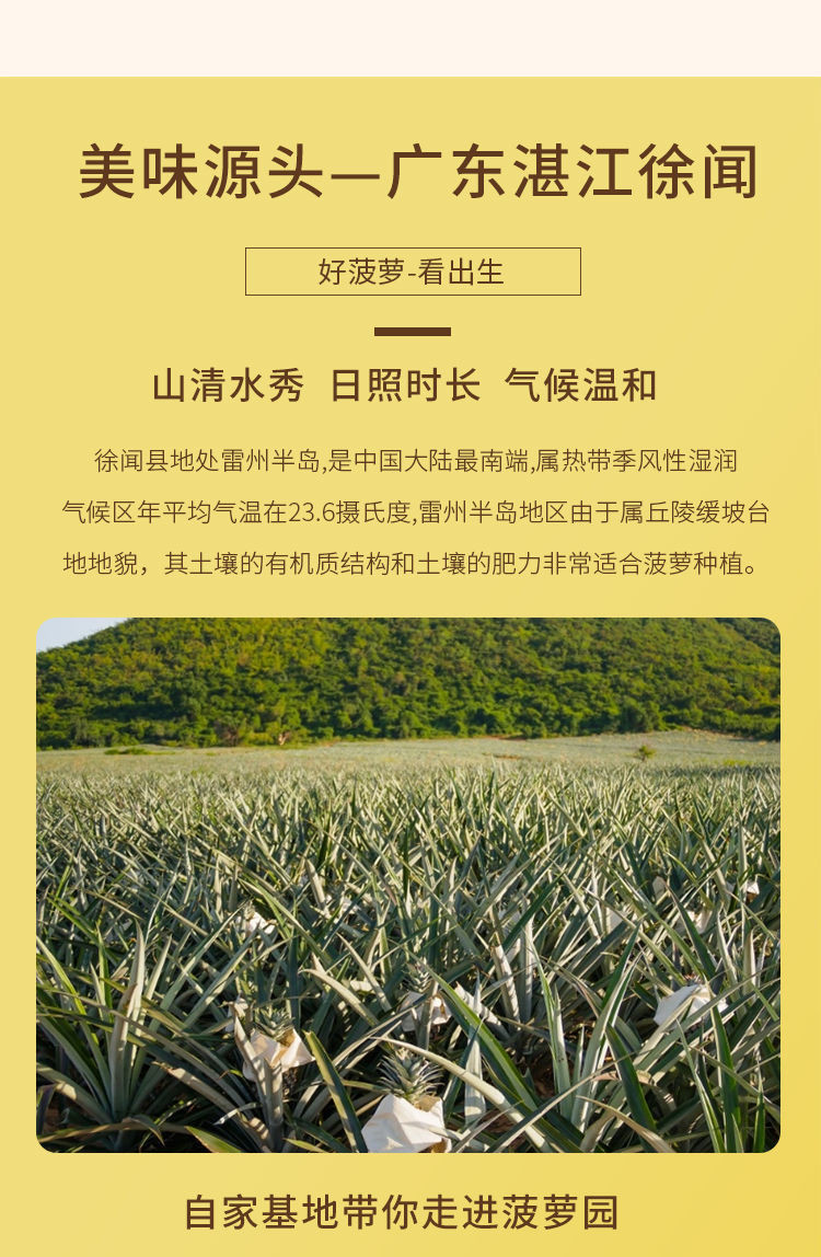 【9斤】广东徐闻香水菠萝 水果精品应季超甜新鲜水果非台湾凤梨【小老头美食】