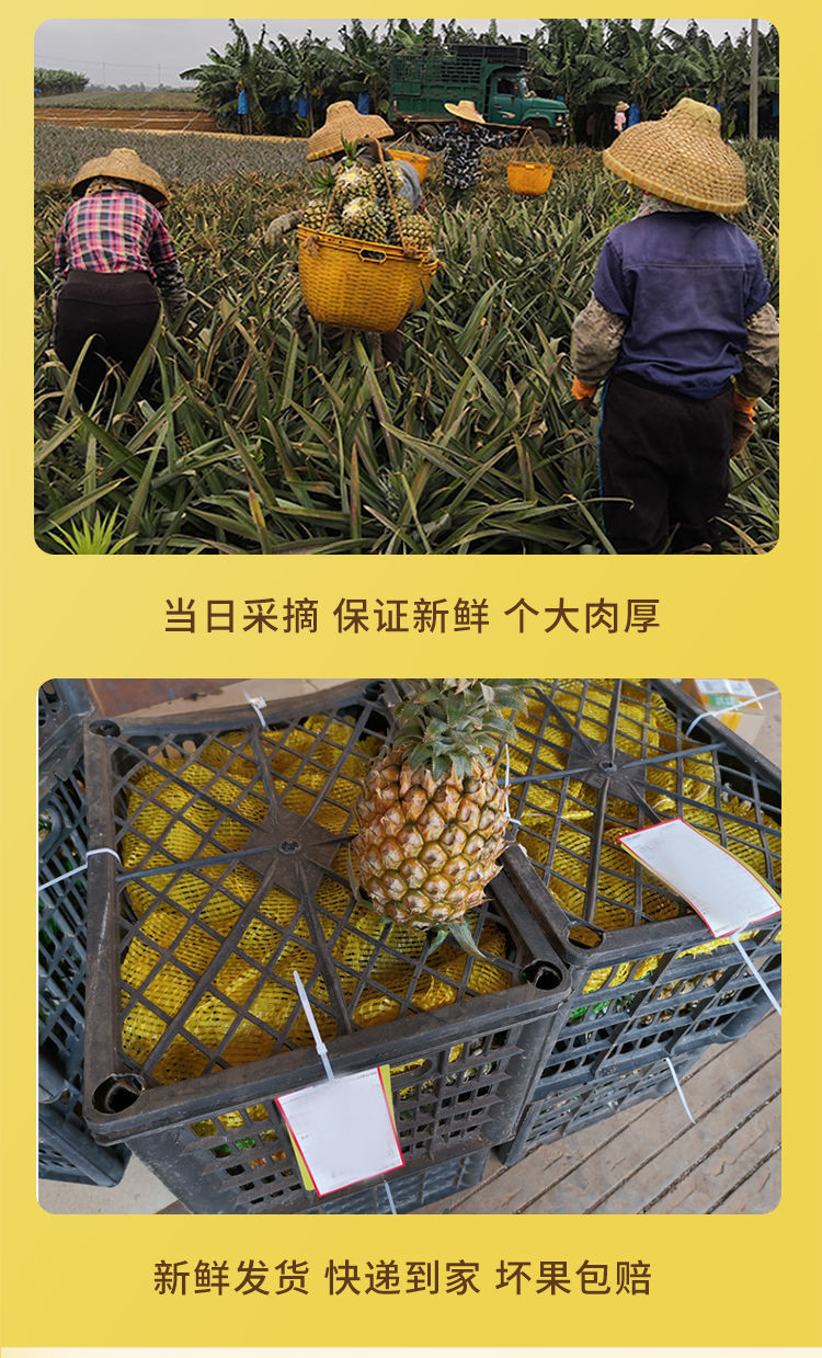 【9斤】广东徐闻香水菠萝 水果精品应季超甜新鲜水果非台湾凤梨【小老头美食】