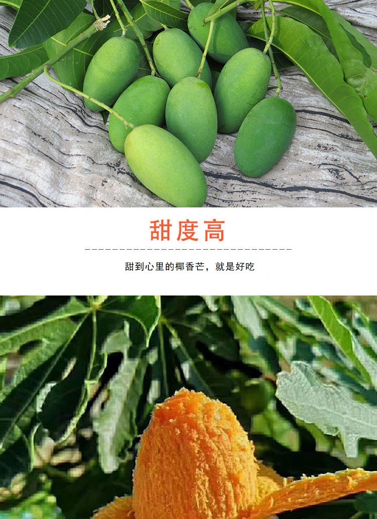 农家自产 【会员享实惠】攀枝花原产椰香芒果
