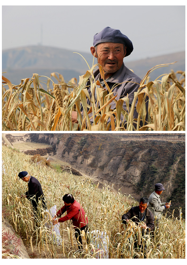 【买一送一】陕北米脂黄小米粥小黄米新米五谷杂粮食非山西特产有机转换420g