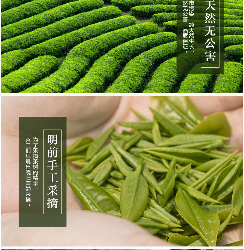 富元山 江西赣南高山绿茶安远百山源茶叶100g/罐