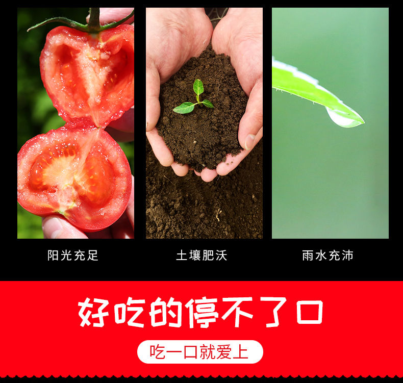 现摘攀枝花普罗旺斯西红柿自然熟沙瓤水果小番茄新鲜当季蔬菜包邮