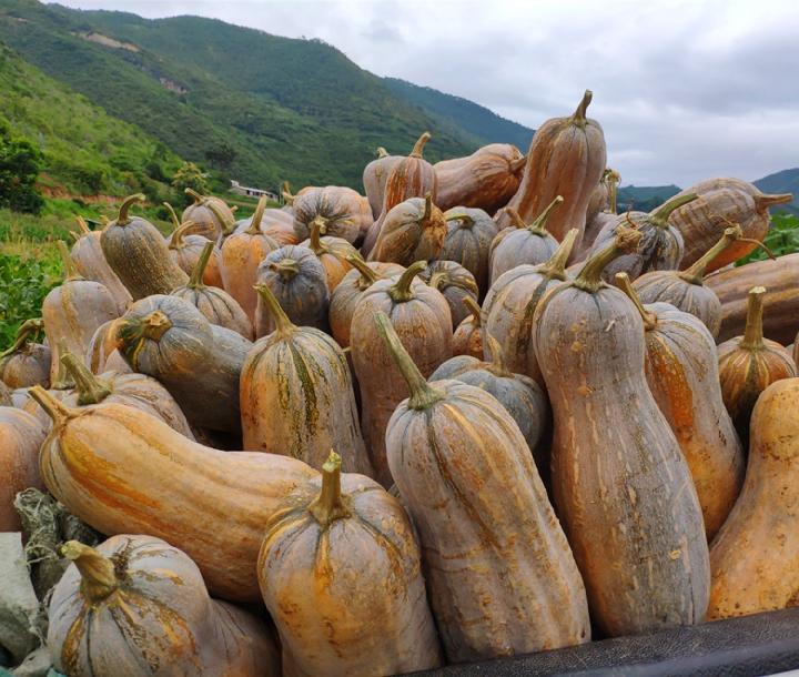 d云南老南瓜超甜糯黄南瓜农家种植长南瓜宝宝辅食非贝贝小南瓜包邮