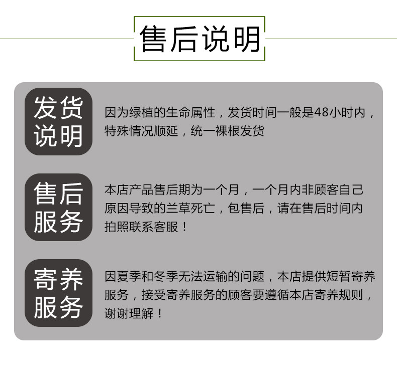 农家自产 兰花春剑四川兰草浓香型带花苞高大直立型壮苗香味办公室盆栽绿植