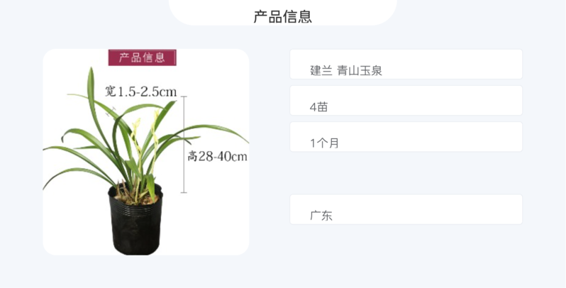 农家自产 建兰 青山玉泉 清香型 花期5-11月