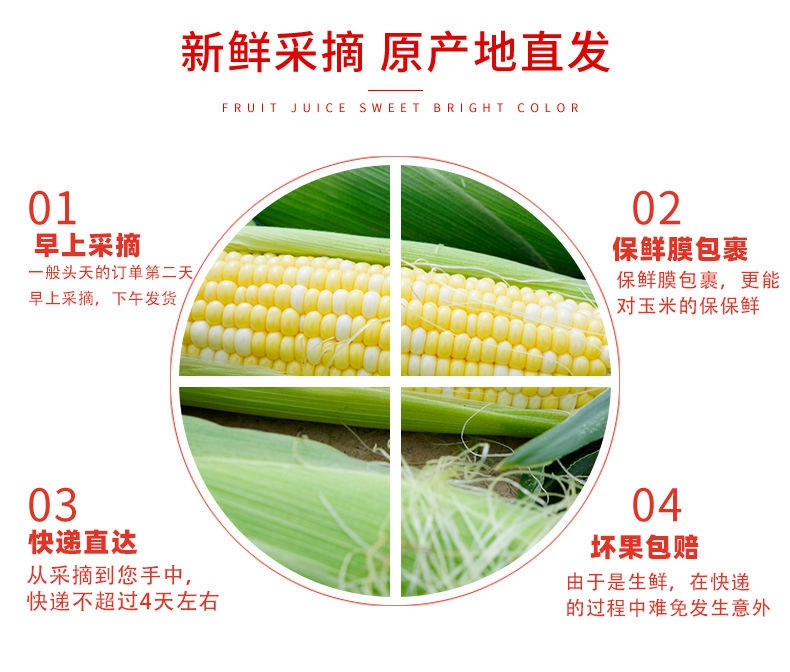 瓦豆 云南黄金水果玉米脆甜爆汁生吃玉米甜苞米甜玉米棒子包谷现摘现发