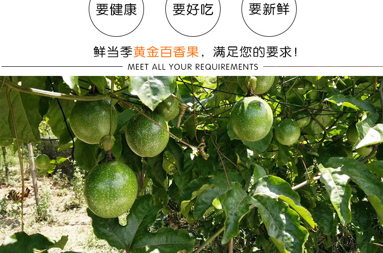 【邮乐官方直播间】黄金百香果新鲜水果5斤装大果热带水果当季黄金果百香果