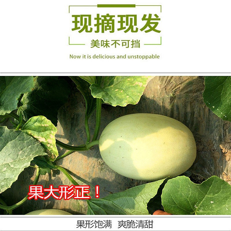 瓦豆 玉菇甜瓜冰淇淋甜瓜脆甜新鲜当季水果香瓜现摘甜瓜5斤装