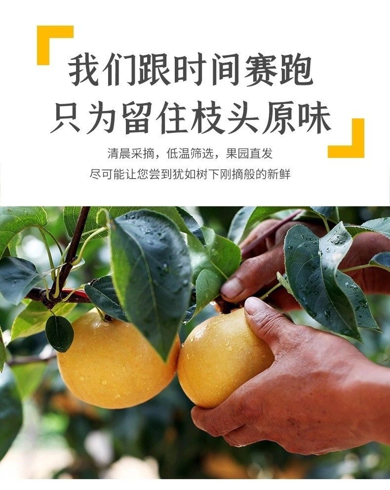 瓦豆 山东秋月梨新鲜丰水梨皮薄多汁冰糖梨新鲜当季水果5斤装	