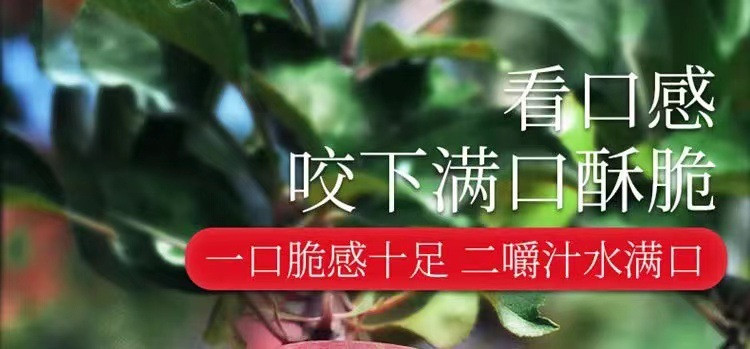 瓦豆 烟台红富士苹果山东栖霞新鲜孕妇吃的水果不打蜡一级脆甜当季整箱