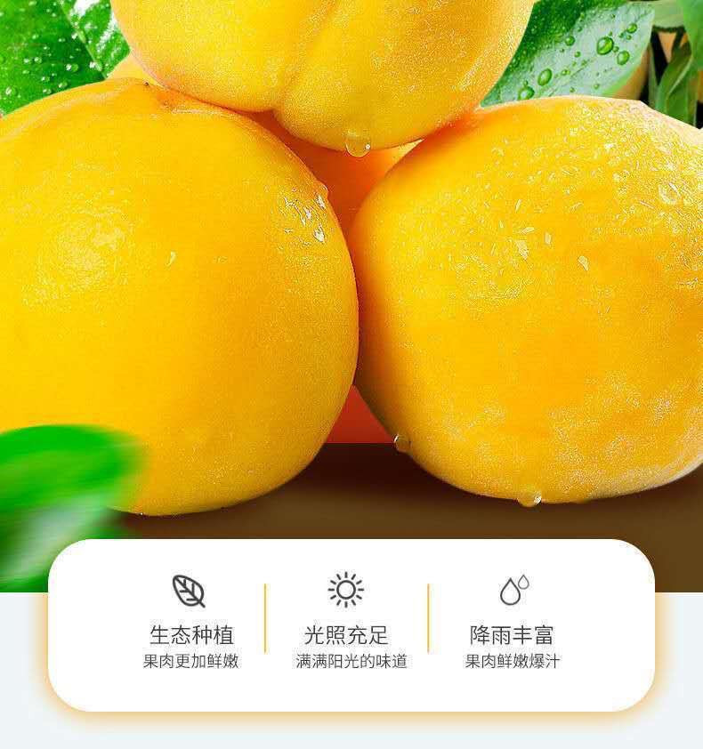 瓦豆 黄桃新鲜水果5斤桃子黄毛桃现摘现发蜜桃黄桃