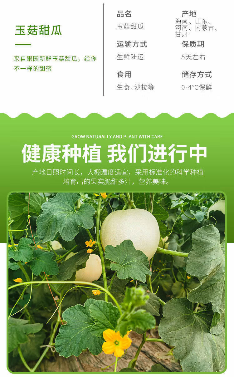 瓦豆 玉菇甜瓜冰淇淋甜瓜脆甜新鲜当季水果香瓜现摘甜瓜5斤装