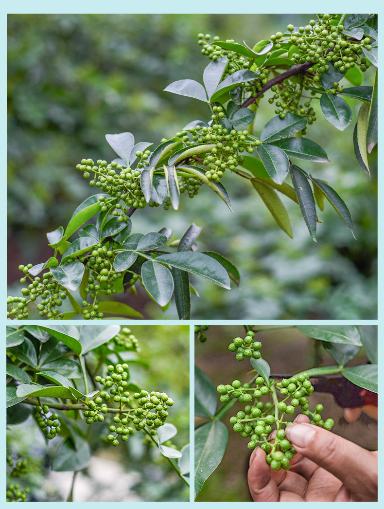 农家自产  【会员享实惠】四川干青花椒500G南部