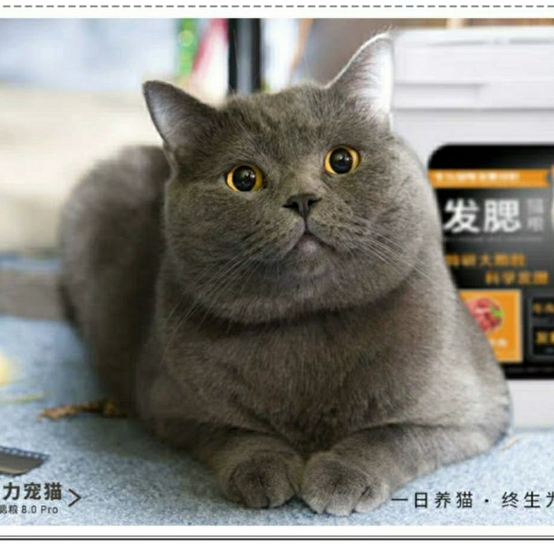 发腮猫粮大颗粒肉球猫粮5斤装小颗粒奶糕幼猫成猫变胖包子脸半斤