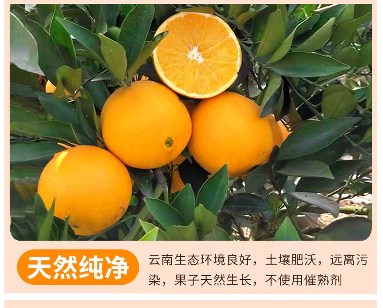 四川高山脐橙10斤橙子水果当季水果新鲜薄皮超甜冰糖橙批发2/5斤