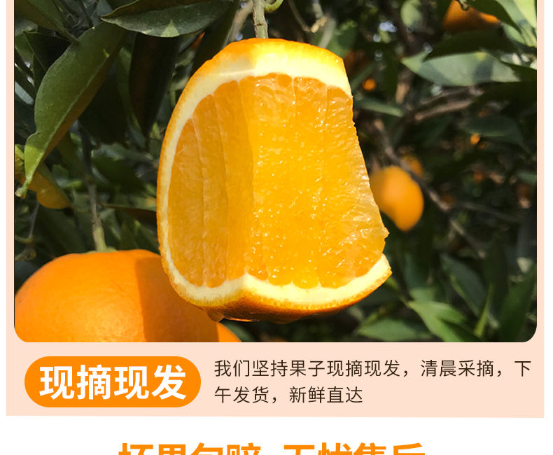 四川高山脐橙10斤橙子水果当季水果新鲜薄皮超甜冰糖橙批发2/5斤