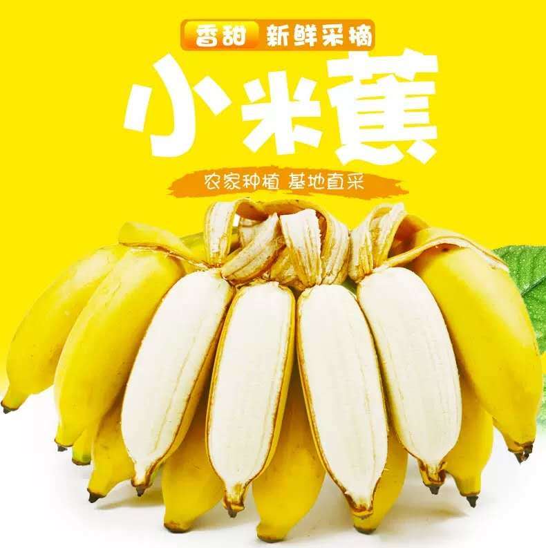 广西小米蕉当季新鲜水果批发现摘现发酸甜芭蕉小香蕉3/5/9/斤