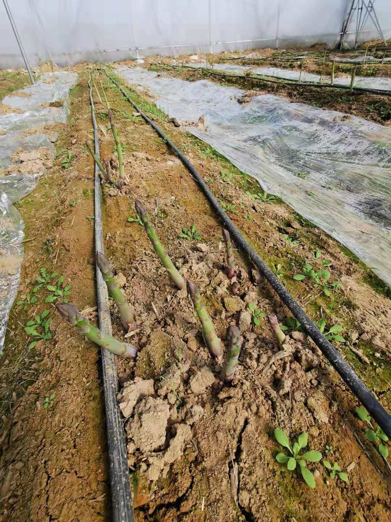 EMS包邮全国  华邮惠选 农家自产 新鲜现摘绿色芦笋包邮当季蔬菜