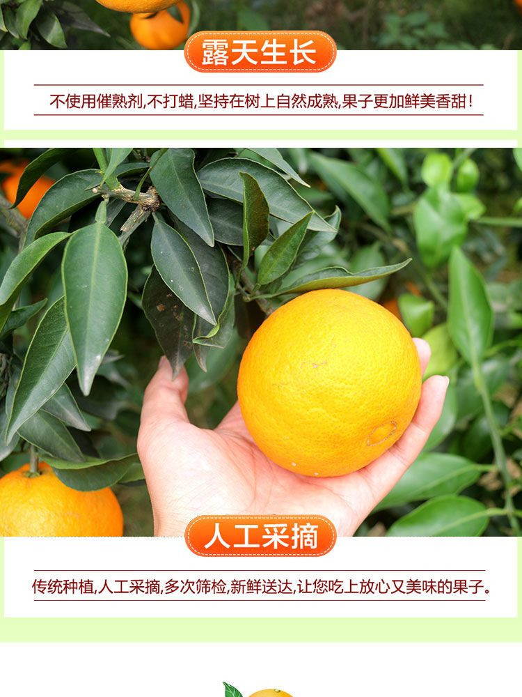 大牛哥 爱媛38号果冻橙新鲜孕妇水果当季手剥橙子甜橘子【大均良品】