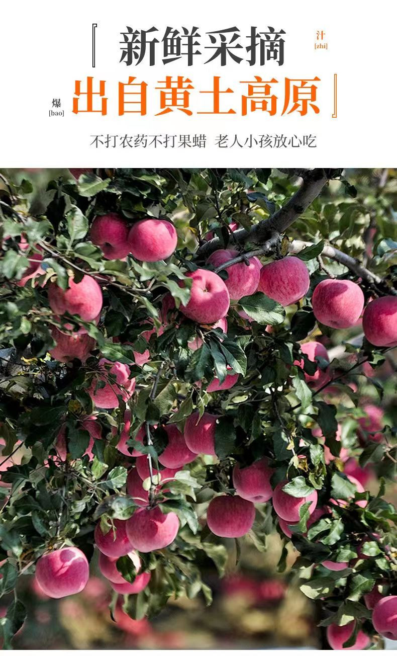 佳怡康 正宗陕西洛川红富士苹果新鲜苹果当季水果整箱包邮