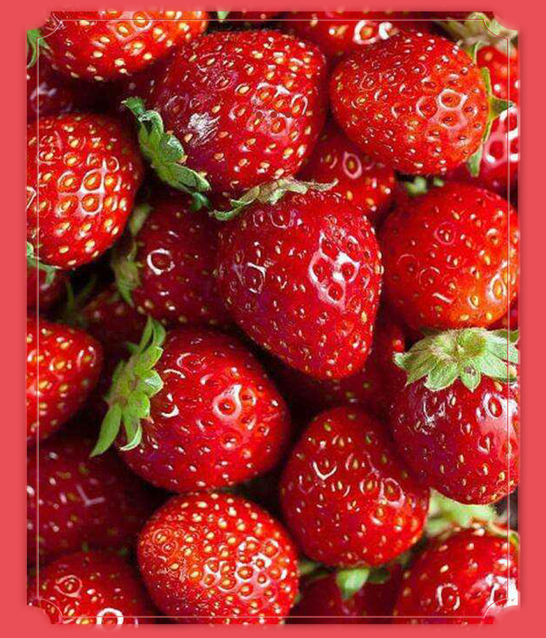 本宫饿了 冰糖草莓脆 冻干草莓 冰糖葫芦 香脆酸甜零食100g/袋