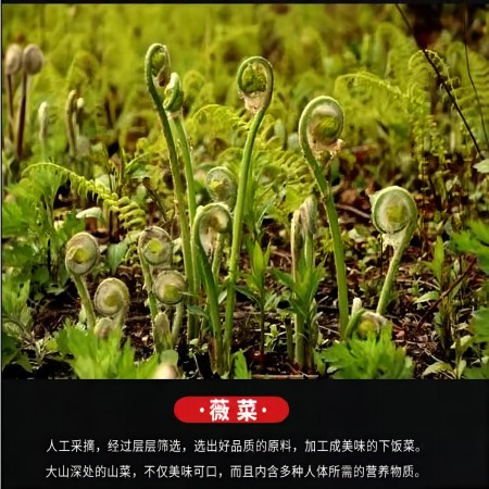 环丰食品 东北山野菜薇菜 （兴边富民） 瓶装