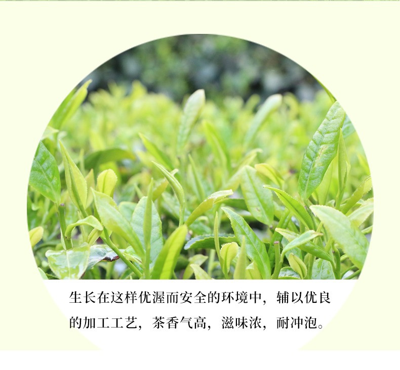 武当道茶 2023新茶十堰武当山茶精选口粮茶叶湖北云雾浓香绿茶100g