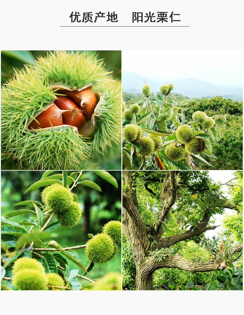 美客多 甘栗仁礼盒700g 燕山板栗熟制无壳即食栗子河北唐山特产