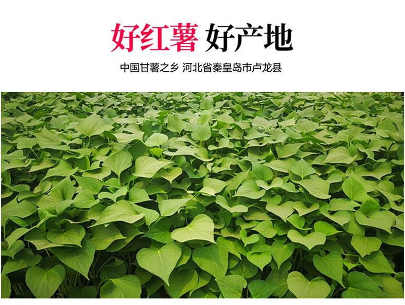 农辛 红薯粉条500g*4袋 卢龙甘薯之乡火锅粉宽粉圆粉团粉