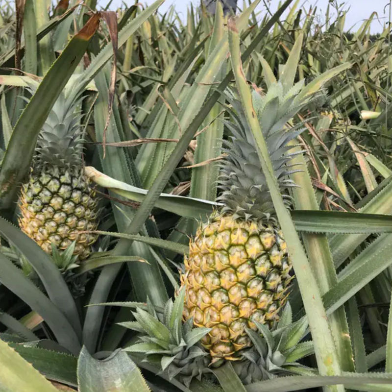 新鲜大菠萝徐闻香水菠萝大果菠萝蜜香脆甜爽手撕菠萝凤梨云南菠萝